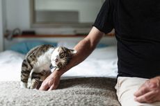 6 Mitos tentang Perilaku Kucing yang Sebaiknya Anda Ketahui