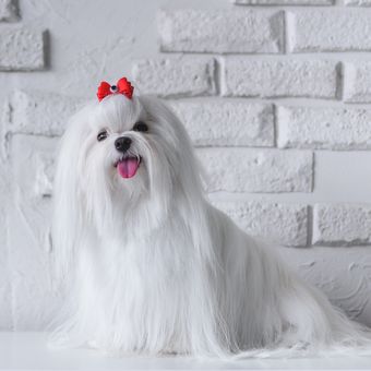 Ilustrasi anjing Maltese. 