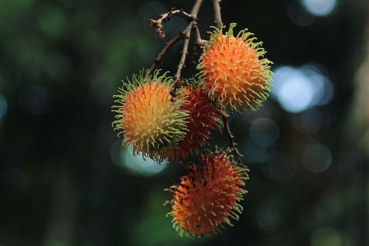 Ilustrasi rambutan, pohon rambutan.