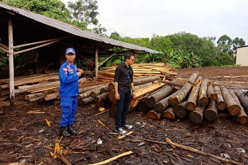 Illegal Logging Masih Marak, Polda Kalbar Sita Ratusan Batang Kayu Rimba