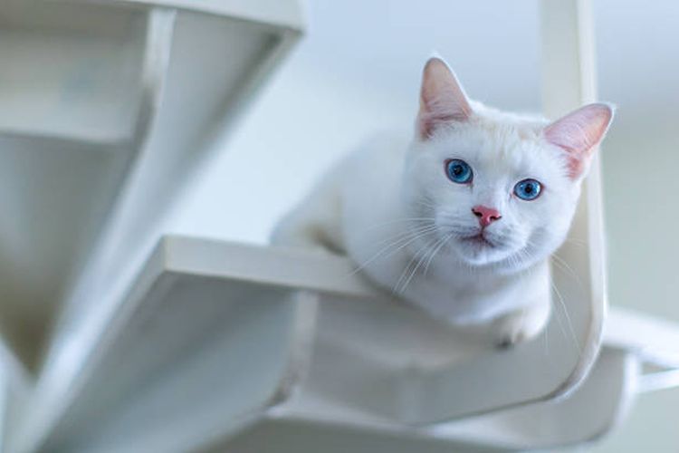 ilustrasi kucing putih bermata biru.