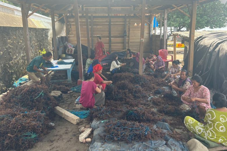 Cerita Klaster Usaha Rumput Laut Kampung Progo, UMKM Binaan BRI yang Berhasil Dorong Perekonomian Nelayan Sulsel