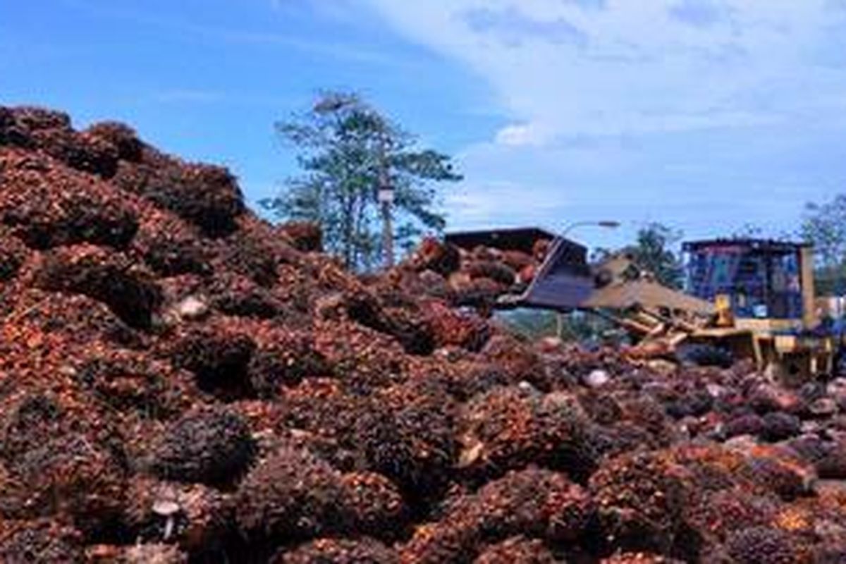 Seorang operator alat berat sedang merapikan tumpukan sawit untuk dimasukkan ke mesih pengolahan CPO di perkebunan PT Hardaya Inti Plantations.