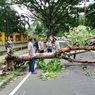 Tiga Pengendara Tertimpa Pohon yang Tumbang di Mataram