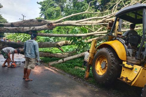 Tertimpa Pohon Tumbang, Seorang Pengendara Motor di Muara Enim Terluka