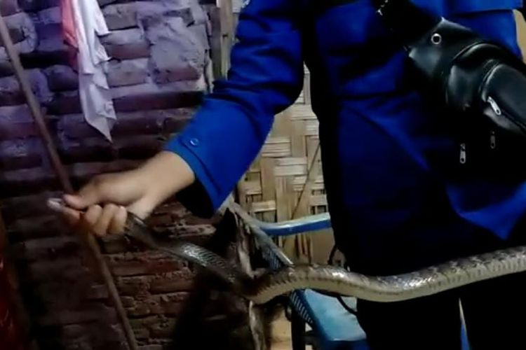 Ular kobra yang berhasil dievakuasi oleh petugas Damkar Jember yang masuk ke dapur warga 