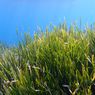 Pariwisata Ancam Lamun Posidonia, Penyimpan Karbon di Mediterania