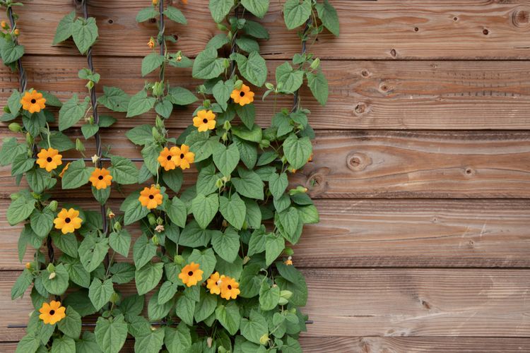 Black eyed susan vine (Thunbergia alata) atau patuk manuk