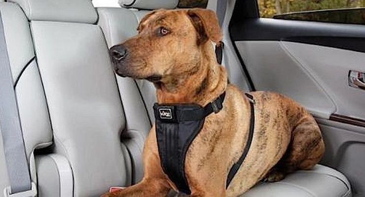 Kenapa Anjing Suka Mengeluarkan Kepalanya dari Jendela Mobil?