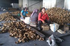Mentan Sebut Produksi Kelapa Indonesia Terbesar di Dunia