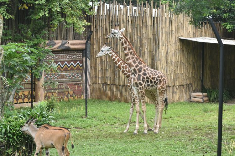 Tampak duo jerapah, Satwa Afrika yang bernama Kemal (2) dan Tania (2,7) tengah bercengkrama di area zona Afrika di Bazoga atau Kebun Binatang Bandung.