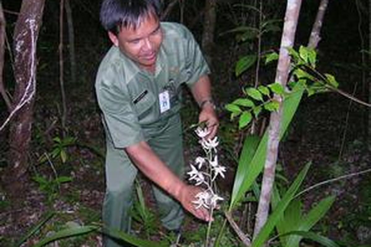 Drs Toni Imang, Kabiro Binsos Kutai Barat memperlihatkan tangkai anggrek hitam.