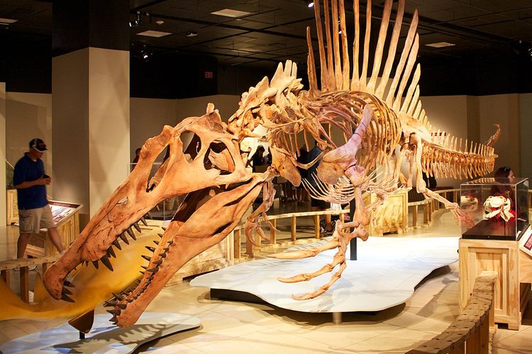 Fosil spinosaurus