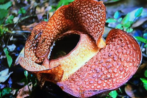 Rafflesia yang Mekar di Kebun Raya Bogor Boleh Dilihat Pengunjung