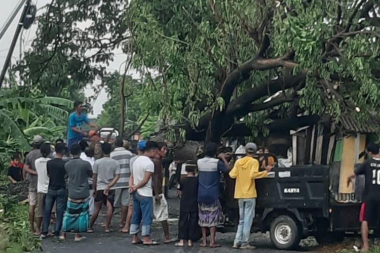 Pohon roboh di Desa Karangrejo, Kecamatan Ujungpangkah, Gresik, Jawa Timur, usai hujan deras disertai angin kencang yang terjadi, Selasa (10/1/2023).