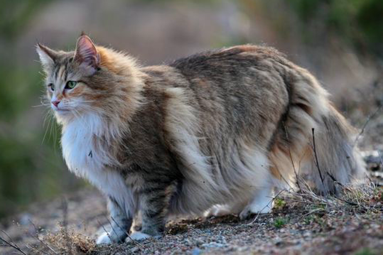 Kucing jenis The Norwegian Forest