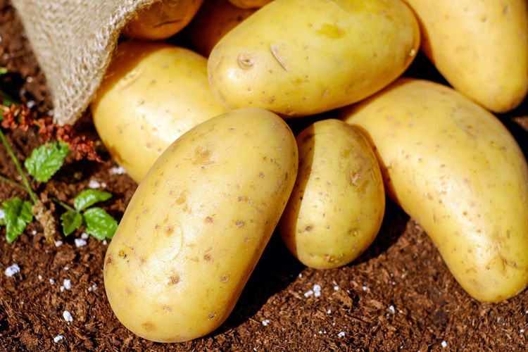 Ilustrasi menanam kentang. 