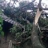 Angin Puting Beliung Terjang Klaten, Sejumlah Pohon Timpa Rumah dan Tutup Jalan