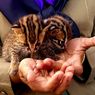 BBKSDA Riau Evakuasi Dua Ekor Bayi Kucing Hutan