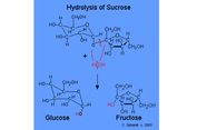 Hidrolisis Sukrosa