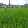 Nasib Buruh Tani Padi Sumedang, Produktif di Usia Senja dengan Lahan Terus Menyempit