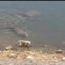 Momen Buaya Memangsa Anjing di Tepi Sungai Tuai Kecaman Netizen