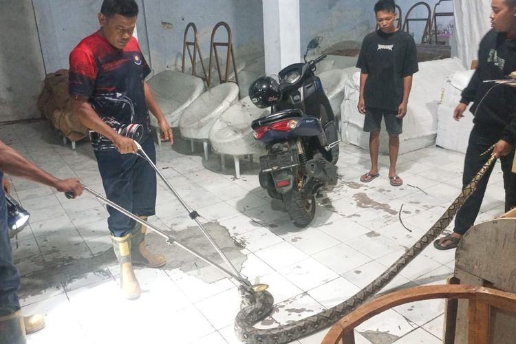Ular Piton 3,5 Meter Muncul di Tumpukan Mebel Pasuruan, Warga Panik
