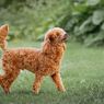 Rekomendasi Ras Anjing yang Cocok bagi Kita Berdasarkan Zodiak