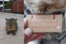Kucing Peliharaan Hilang 3 Hari, Tiba-tiba Pulang Bawa Daftar Utang