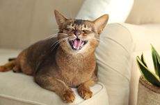 8 Macam Suara Kucing dan Artinya