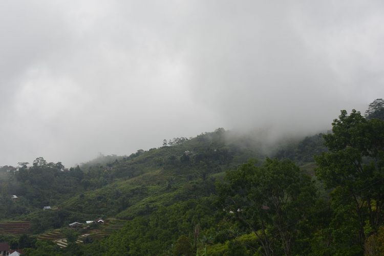 Kawasan lereng bukit Wajur yang penuh dengan kabut tebal. Di lereng bukit Wajur, Desa Wajur, Kecamatan Kuwus Barat, Manggarai Barat, Flores Barat, NTT tumbuh liar Edelweis, Rabu (2/1/2019). 