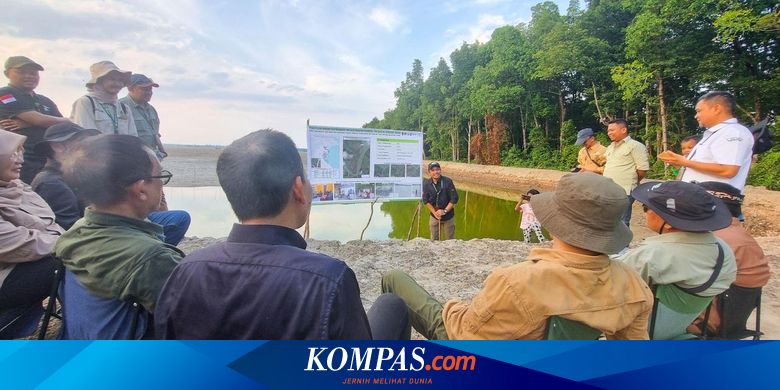 Rehabilitasi Mangrove di Kaltara, Upaya Pemerintah Jaga Pantai dan Bantu Perekonomian Masyarakat