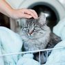 Ragam Penyebab Kucing Suka Duduk di Tumpukan Pakaian Kotor, Normalkah?
