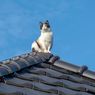 6 Cara Mencegah Kucing Liar Naik ke Atap Rumah