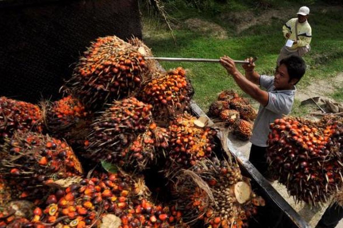 Ilustrasi: Pekerja menaikkan tandan buah segar sawit ke truk.