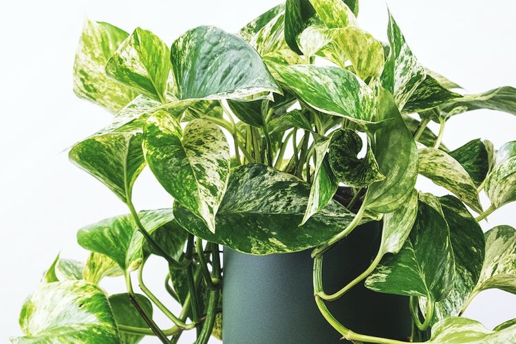 Ilustrasi tanaman pothos jenis Marble queen pothos, Ilustrasi tanaman sirih gading.