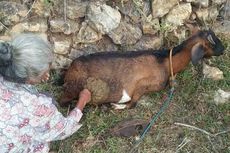 Puluhan Ekor Kambing di Wonogiri Mati, Diduga Diserang Hewan Buas