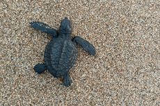 Bajulmati Sea Turtle Conservation, Kawasan Konservasi Penyu di Malang