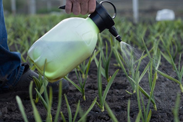 Ilustrasi pemupukan bawang putih