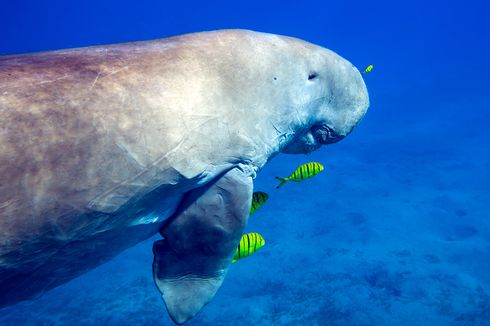 Dugong Ditemukan Mati Membusuk di Pinggir Pantai Pulau Bawean Gresik