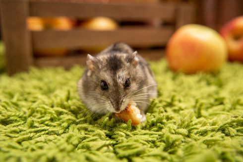 6 Makanan yang Mengundang Tikus Bersarang di Dapur