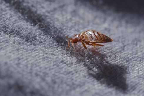 Mewaspadai Kutu Busuk di Kamar Hotel