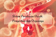 Sistem Peredaran Darah: Pengertian dan Organnya