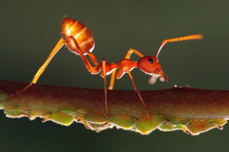 Semut memiliki tipe mulut penggigit