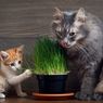 Kenapa Kucing Menyukai Rumput Gandum?