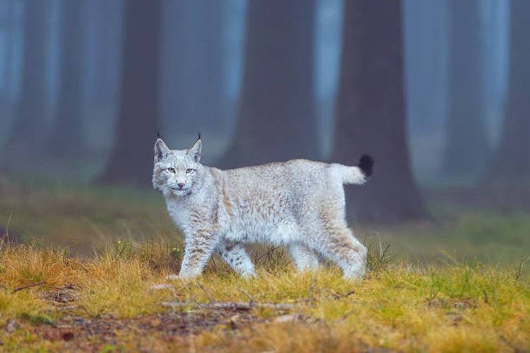 Jenis-jenis kucing Lynx.