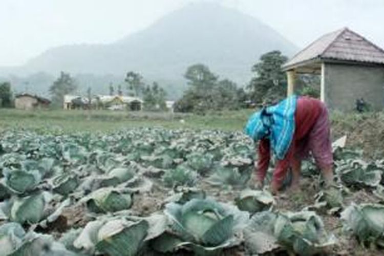 Ainawati Bangun (46), petani warga Desa Selandi, Kecamatan Payung, Kabupaten Karo, Sumatera Utara, Jumat (6/3), membersihkan tanaman kol dari sisa abu vulkanik hasil erupsi Gunung Sinabung. Paparan abu vulkanik yang selalu melanda lahan pertanian warga setiap kali erupsi menyebabkan petani harus mengeluarkan biaya dan tenaga ekstra untuk membersihkannya. Selain itu, harga hasil bumi juga turun karena kualitasnya merosot.