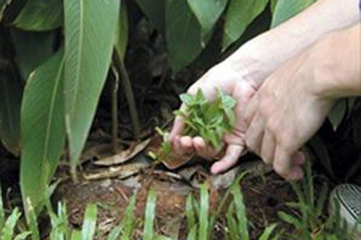 Musim hujan adalah saat yang tepat untuk membersihkan taman. Salah satunya dengan memangkas tanaman. Lakukan pemangkasan saat hari cerah.