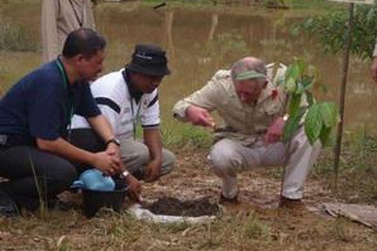 Pangeran Charles Tanam Pohon Bulian Putra Mahkota Kerajaan Inggris, Pangeran Charles (kanan), menanam pohon bulian (eusideraxylon ewagerii) di kawasan hutan restorasi, Dusun Kunangan Jaya, Desa Bungku, Kecamatan Bajubang, Kabupaten Batanghari, Jambi, Minggu (2/11). Kawasan hutan restorasi tersebut merupakan pilot project restorasi ekosistem yang baru pertama kali digagas dan diimplementasikan di Indonesia yang dilakukan oleh Yayasan Burung Indonesia.