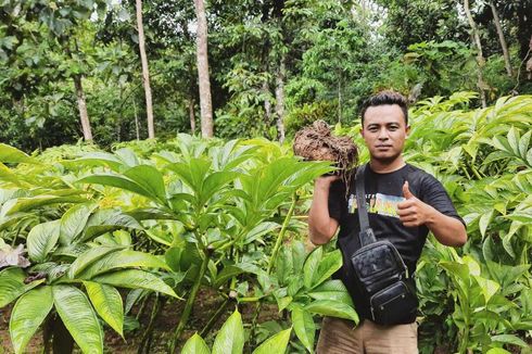 Tanaman Porang Bikin Petani Madiun Untung Ratusan Juta, Beli Mobil dan Tanah (Bagian 2)